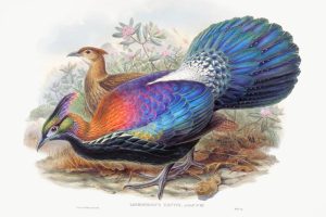 Kleurige Schoonheden van de Lophophorus
