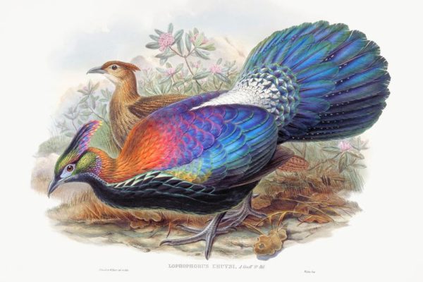 Kleurige Schoonheden van de Lophophorus