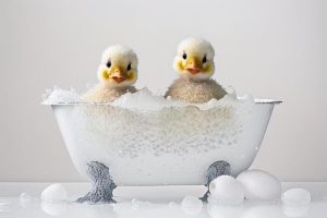 Schattige Eendjes in Bad!