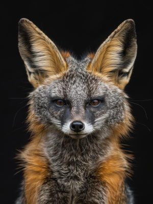 Fierce en Schattig: De Vos