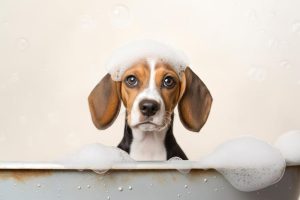 Schattige Badbeagle