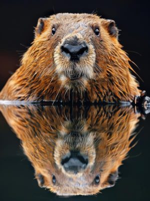 Bever met een Glimlach