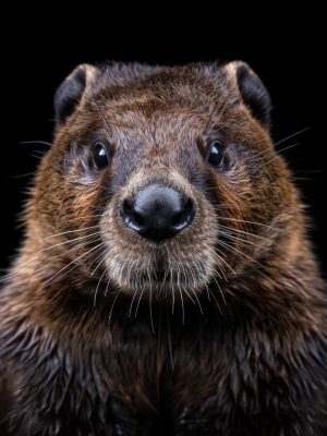 Schattige Bever Charm