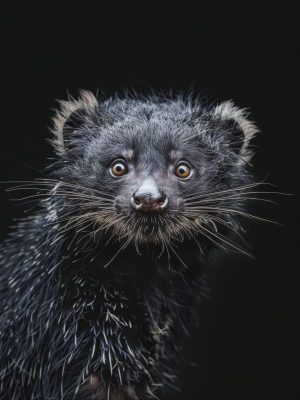 Schattige Vosjes!