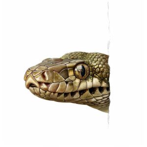 Prachtige Python Kijkertjes