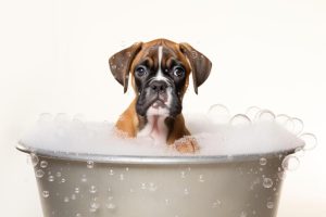 Badderend Hondje