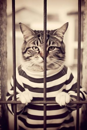 Streepjesschattige Kitty