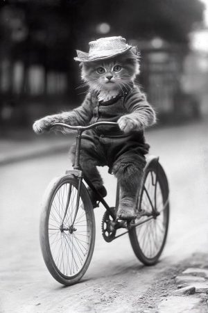 Fietskoning Kat