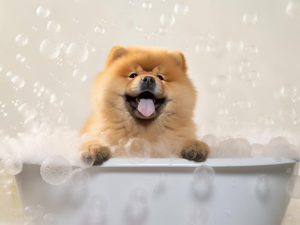 Bubbels en Blije Honden