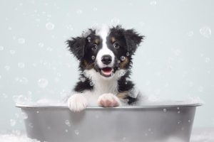 Blije Puppy in Bad