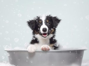 Schattige Puppy in Bad!
