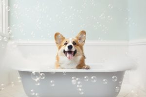 Blije Badkamer Corgi!