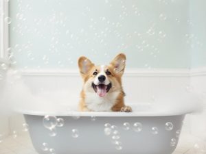 Blije Corgi in Bad!