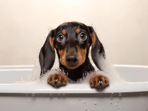 Schattige Bad-Hond!