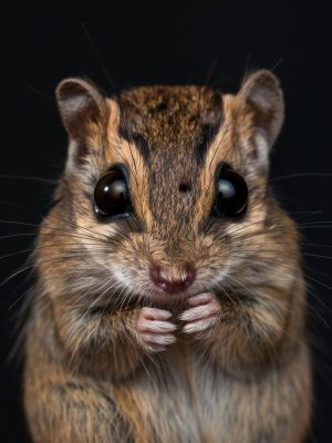 Schattige slaapvosjes!