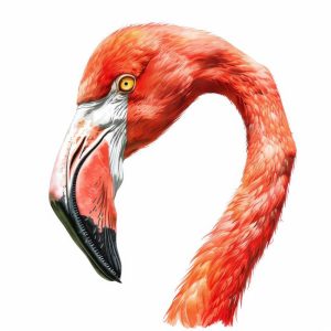 Schitterende Flamingo