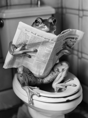 Kikker met een krant!