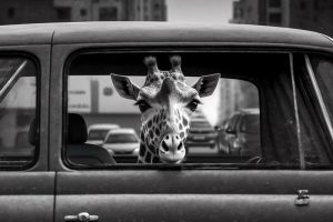 Gekke Giraffe in de Auto