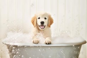 Schattige Puppy in Bad!