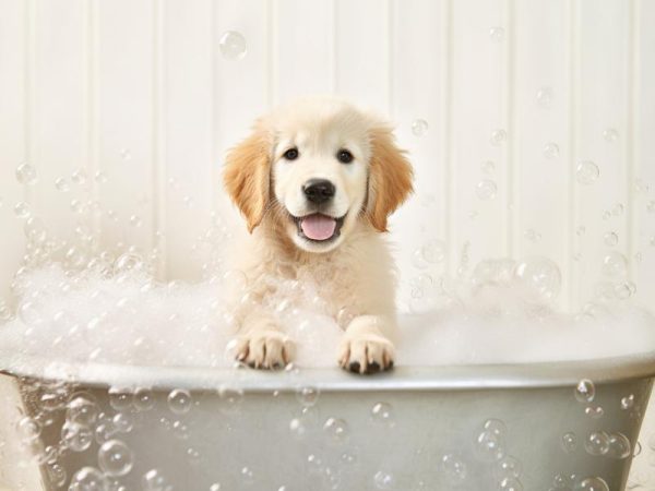 Schattige Pups in Bad!
