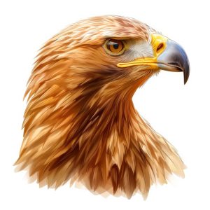 Majestueuze Adelaar