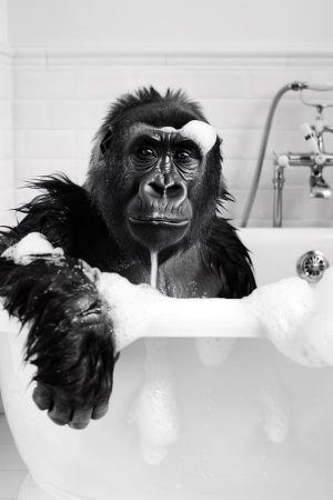 Ontspannen Gorilla in Bad