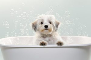 Schattige hond in bad