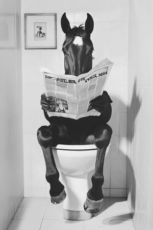 Ontspannen Paard met De Krant
