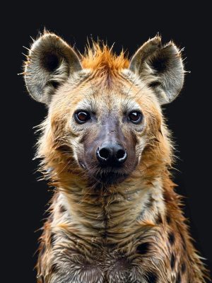 Stoere Hyena in Close-Up