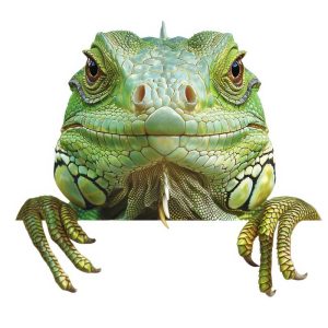 Vrolijke Groene Hagedis
