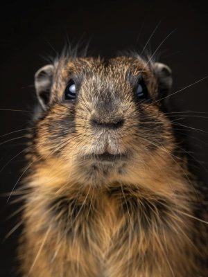 Snoezige Marmottenmomentjes