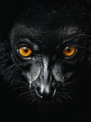 Mysterieus Zwart Beest