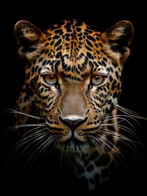 Majestueuze Jaguar