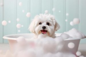 Bubbels en Blijdschap