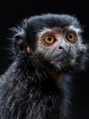 Kijk naar dit schattige aapje!