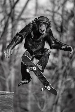 Skateboardende Apen: Ongelooflijk!