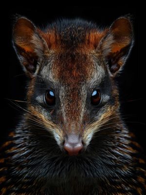 Ontmoet de schattige oppossum!
