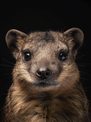 Kijk naar deze schattige stekelvarkens!