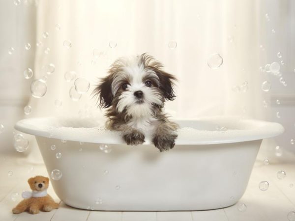 Bubbelbad voor Puppy's!