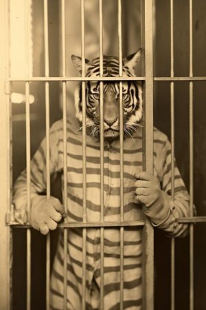 De Gevangen Tijger