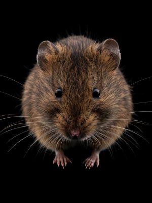 Knuffelige Muizen