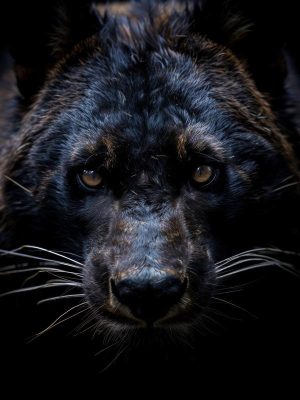 Stijlvol Zwarte Wolf