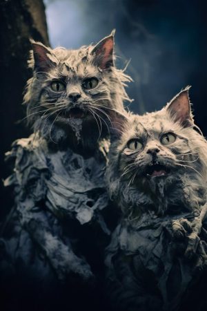 Spooky Schattige Katten