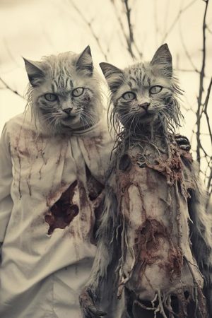 Spooky Schattige Katten