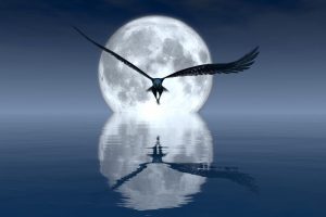 Majestueuze Nachtelijke Vogelvlucht