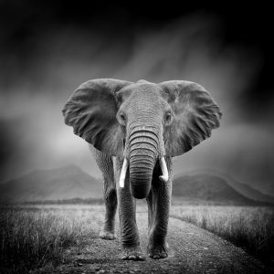 Majestueuze Olifant