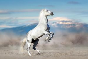 Majestueuze Witte Paarden