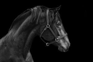 Majestueuze Zwarte Paard