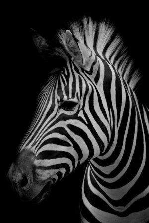 Stijlvolle Zebra in Zwart-Wit