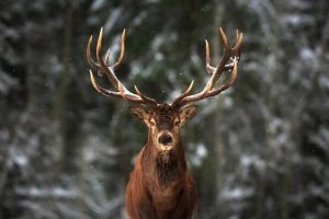 Majestueuze Herten in de Sneeuw